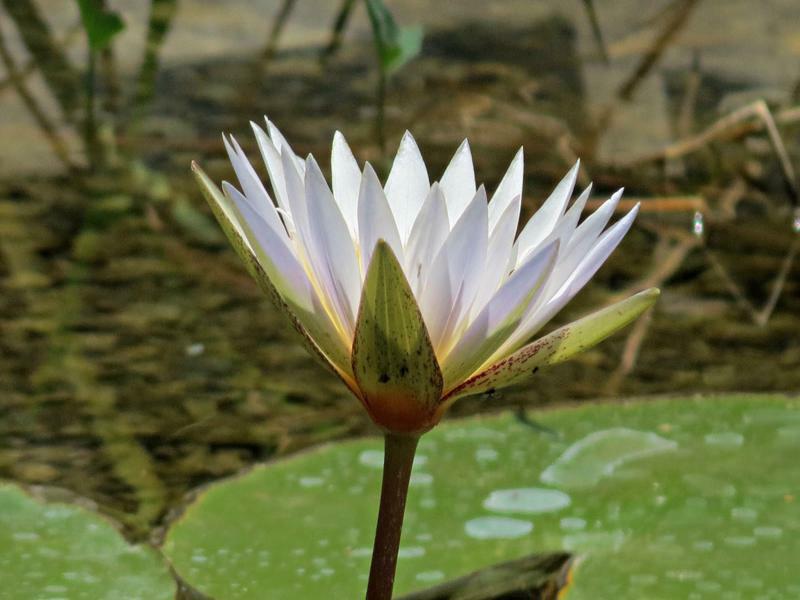 Munga Eco-Lodge ลิฟวิงสโตน ภายนอก รูปภาพ